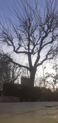 عکس بوستان نژاد فلاح