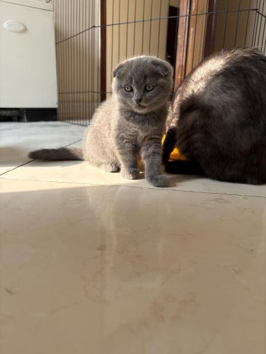 عکس یوسفی کت