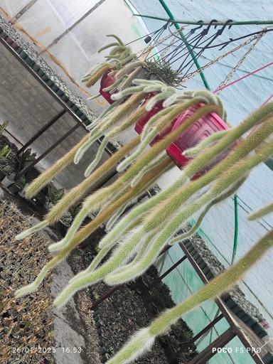 عکس گلخانه پارس کاکتوس و کرج کاکتی 