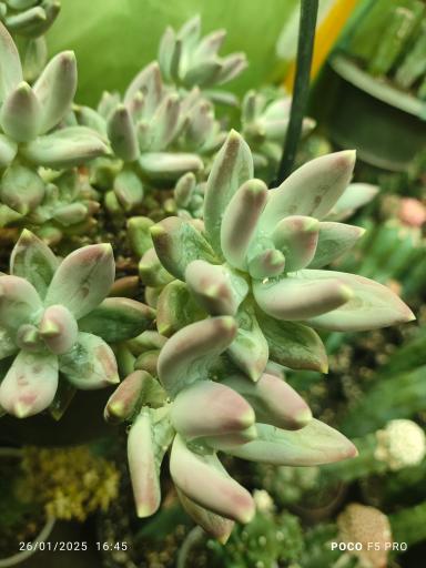 عکس گلخانه پارس کاکتوس و کرج کاکتی 