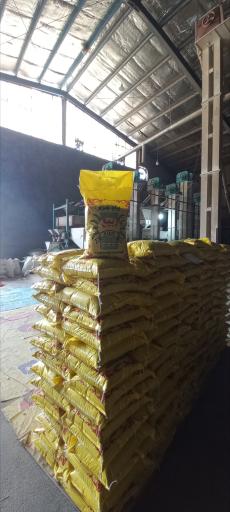 عکس برنج کوبی رضا حبیب