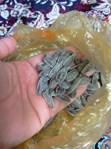 عکس تخمه داغ