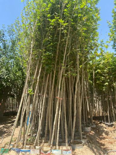 عکس نهالستان بهمن آبادی (شعبه اصلی)