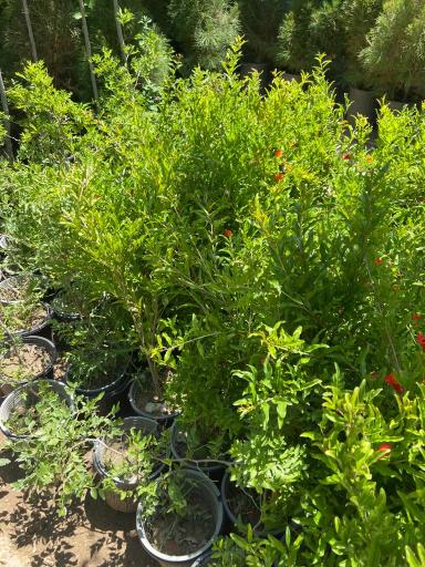 عکس نهالستان بهمن آبادی (شعبه اصلی)