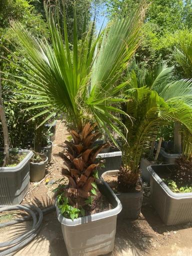 عکس نهالستان بهمن آبادی (شعبه اصلی)