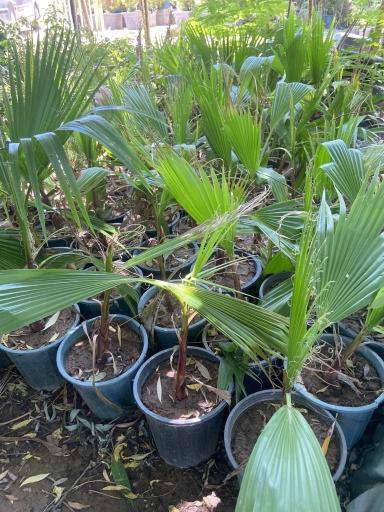 عکس نهالستان بهمن آبادی (شعبه اصلی)