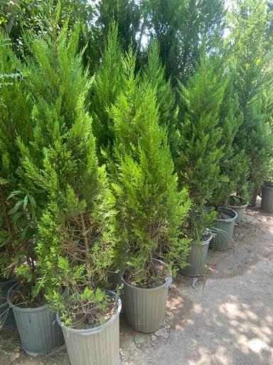 عکس نهالستان بهمن آبادی (شعبه اصلی)