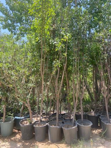 عکس نهالستان بهمن آبادی (شعبه اصلی)