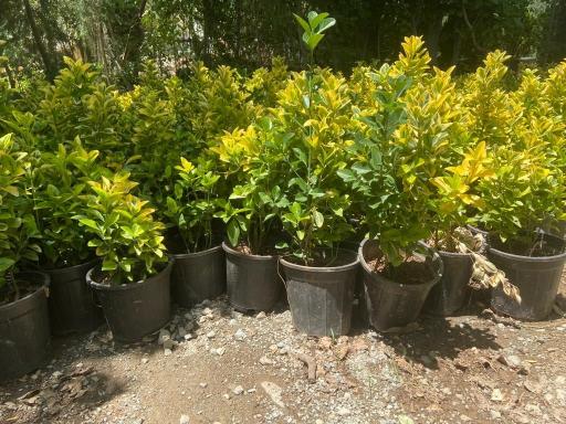 عکس نهالستان بهمن آبادی (شعبه اصلی)