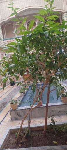 هتل فاضلی یزد