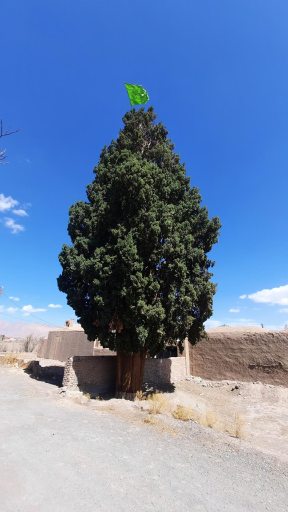 عکس سرو چهارصدساله راین