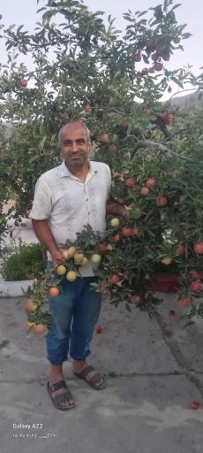 عکس نهالستان و گلخانه سید رضا ارگانیک