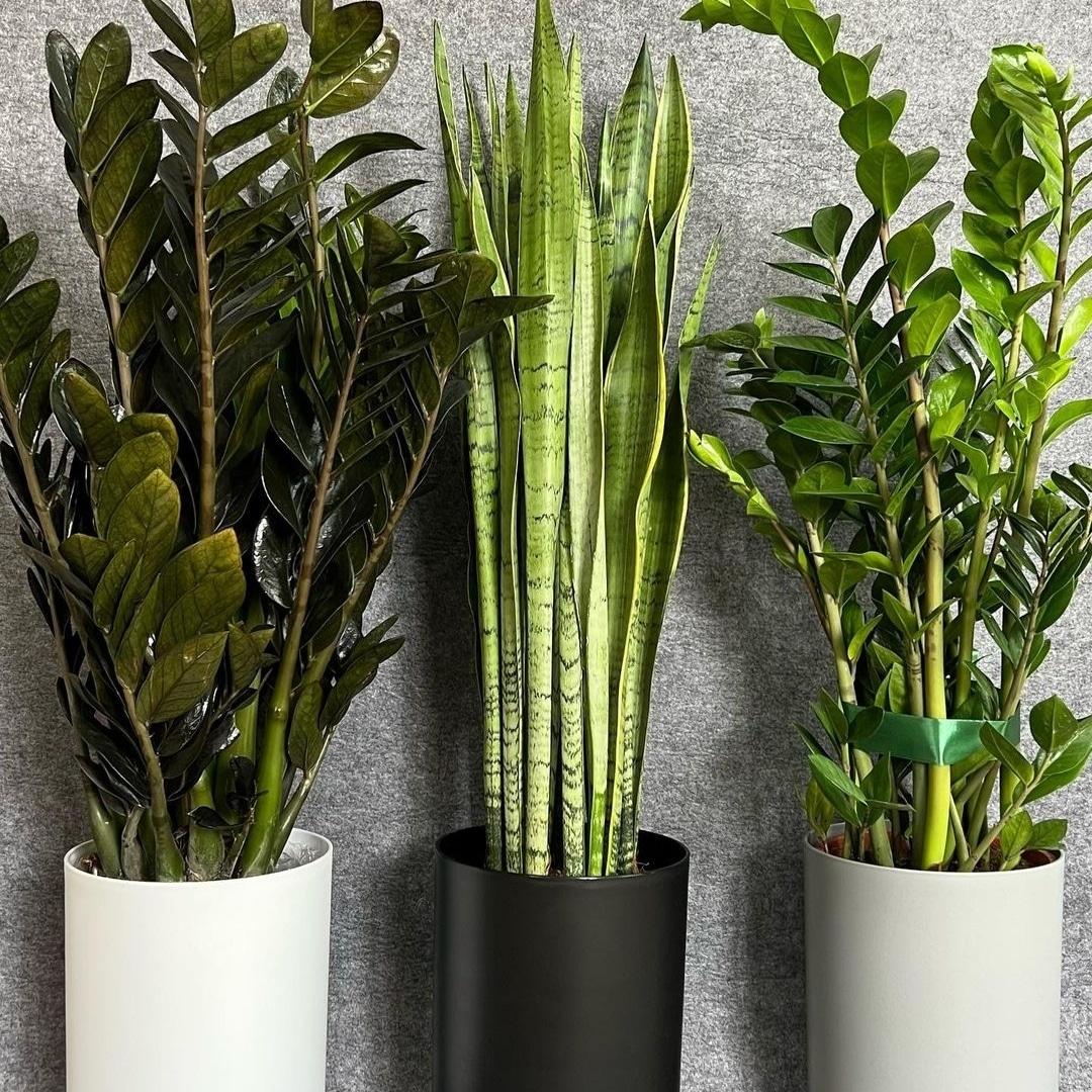 عکس گلسرای نگین شهر