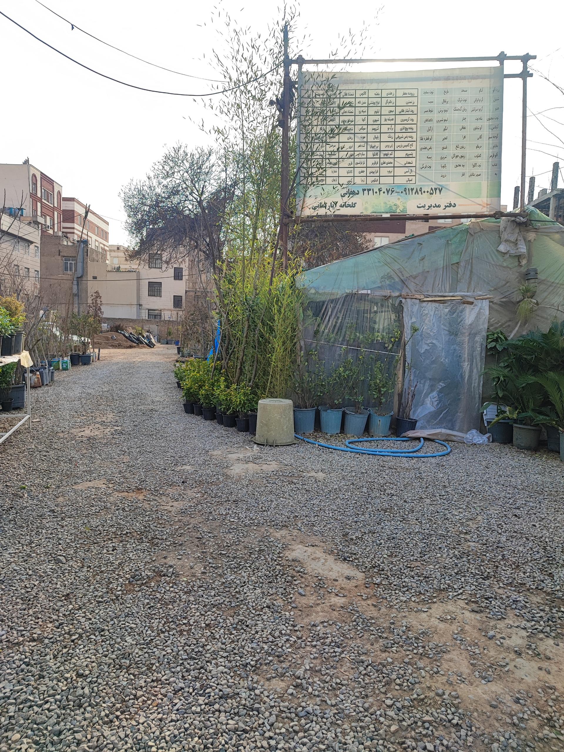 عکس گل و گیاه دهقانی