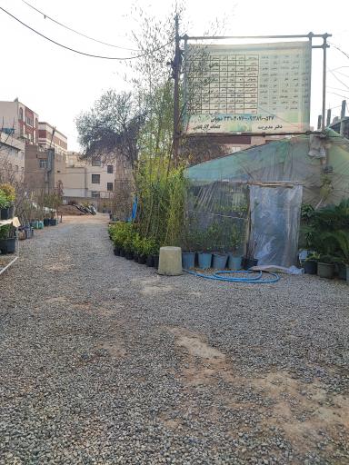 عکس گل و گیاه دهقانی