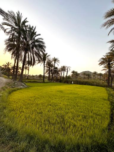 عکس قصرقند