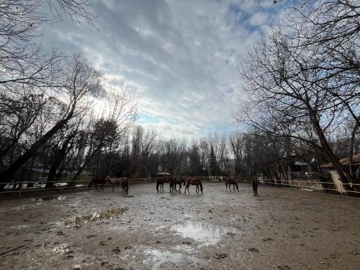 عکس باشگاه سوارکاری سیاه پوش