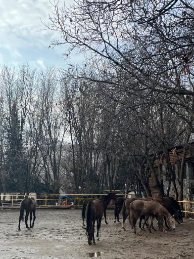 عکس باشگاه سوارکاری سیاه پوش