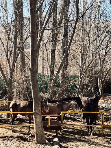 باشگاه سوارکاری سیاه پوش