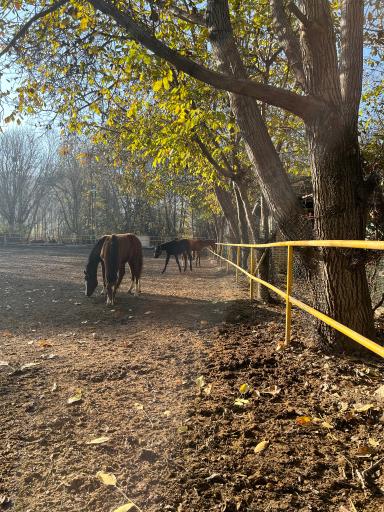 باشگاه سوارکاری سیاه پوش