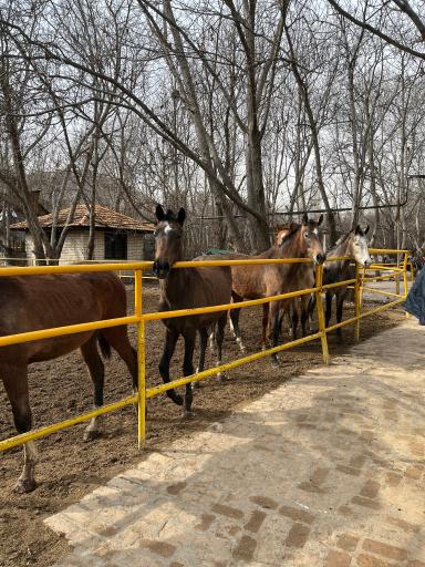 باشگاه سوارکاری سیاه پوش