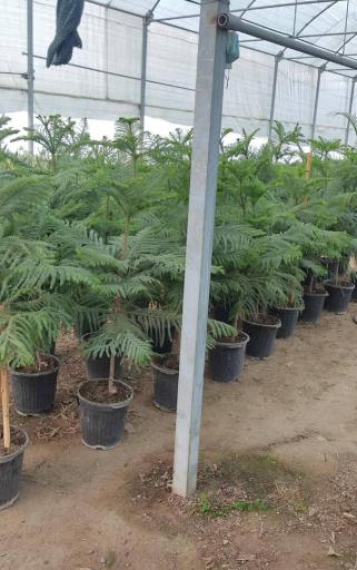 عکس گلخانه البرز