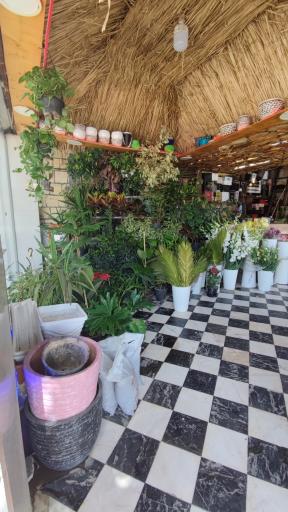 عکس گل سرای گندم نادری