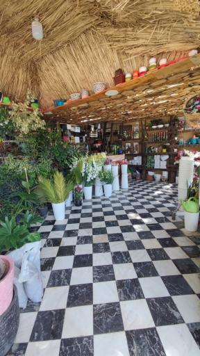 عکس گل سرای گندم نادری