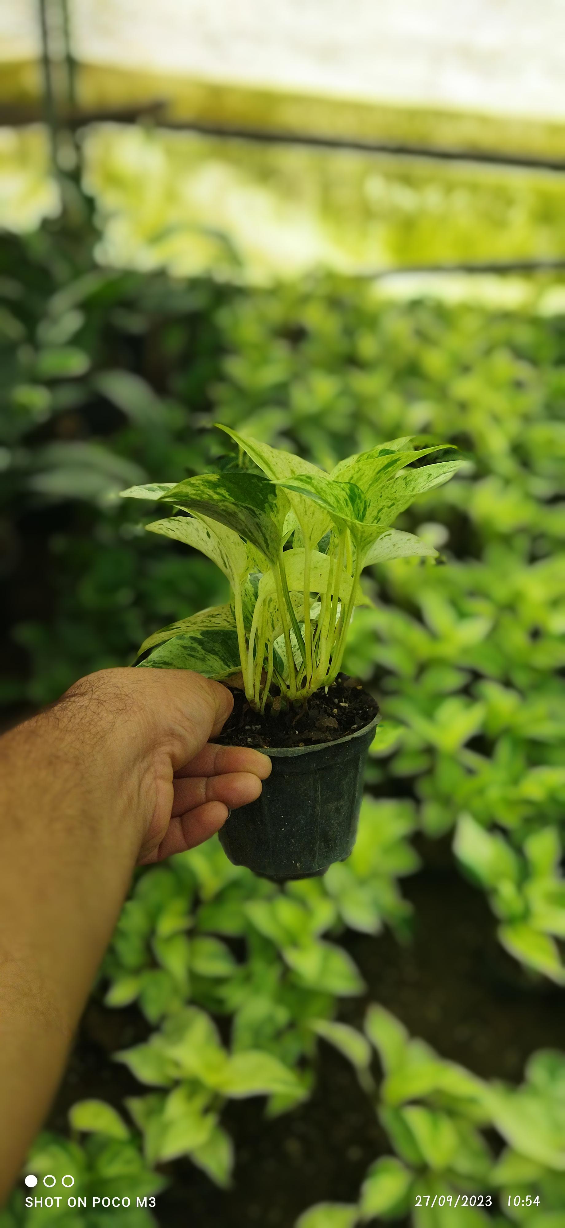 عکس گلخانه فاطیما