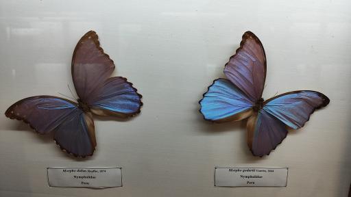 عکس موزه حشرات