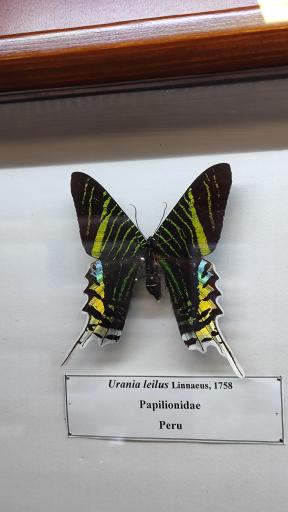 عکس موزه حشرات