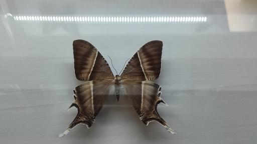 عکس موزه حشرات