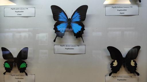 عکس موزه حشرات