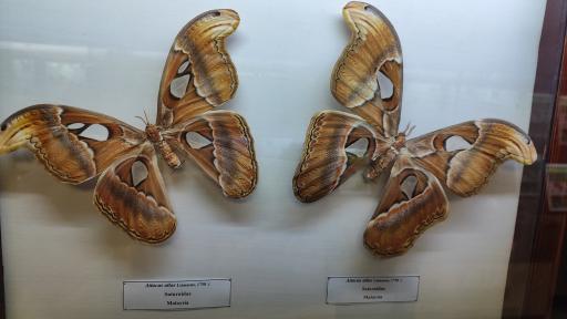 عکس موزه حشرات