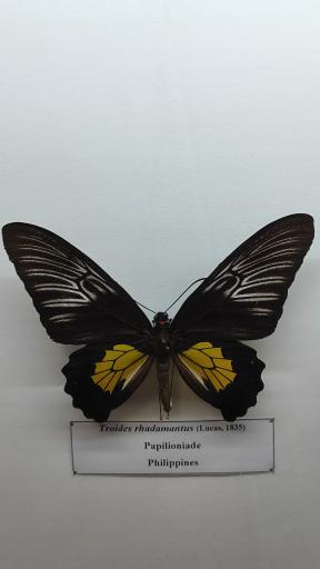 عکس موزه حشرات