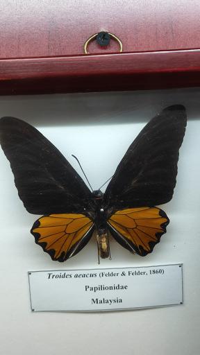 عکس موزه حشرات