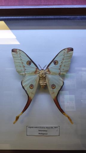 عکس موزه حشرات