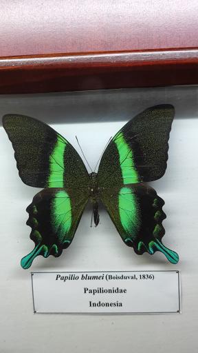 عکس موزه حشرات