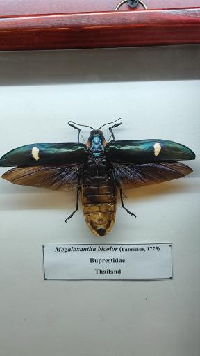 عکس موزه حشرات