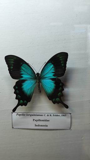 عکس موزه حشرات