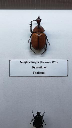 عکس موزه حشرات