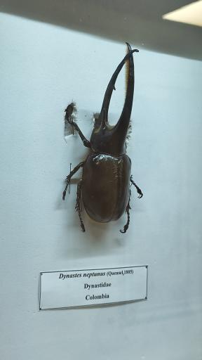 عکس موزه حشرات