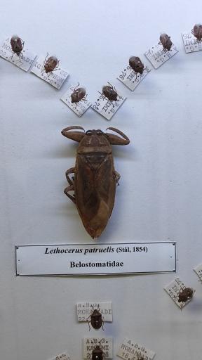 عکس موزه حشرات
