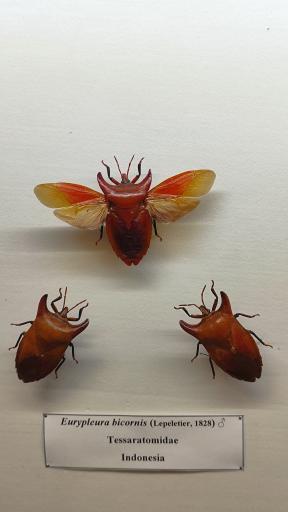 عکس موزه حشرات