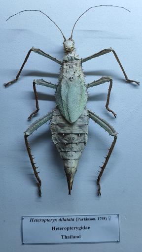 عکس موزه حشرات