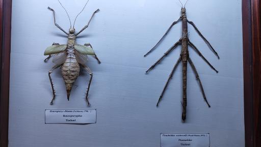 عکس موزه حشرات