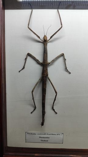 عکس موزه حشرات