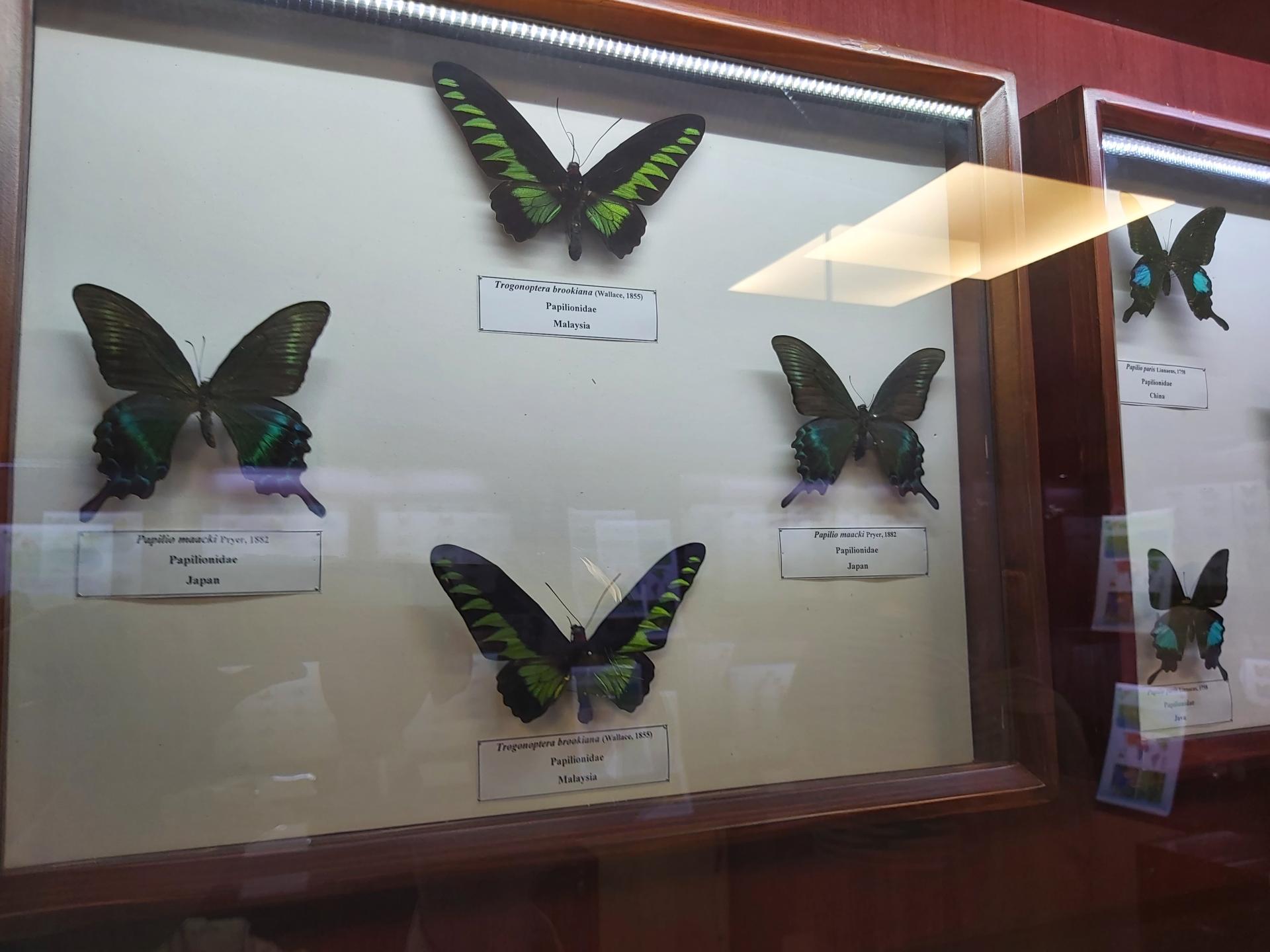 عکس موزه حشرات