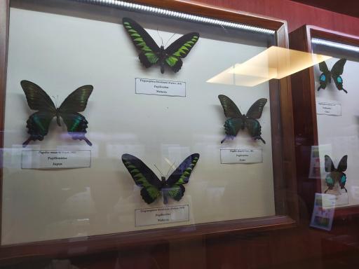 عکس موزه حشرات