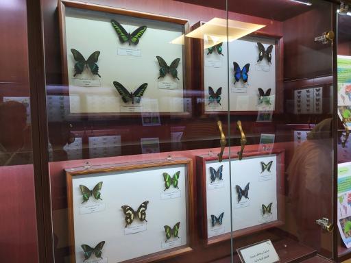 عکس موزه حشرات